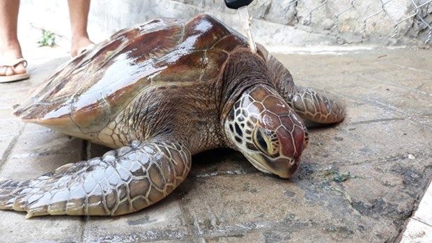 Thừa Thiên-Huế: Thả một cá thể rùa biển quý hiếm về với đại dương