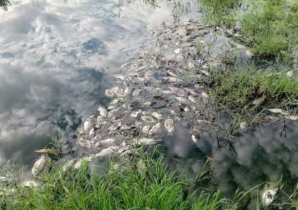 Thừa Thiên-Huế: Cá ao, cá suối chết hàng loạt không rõ nguyên nhân