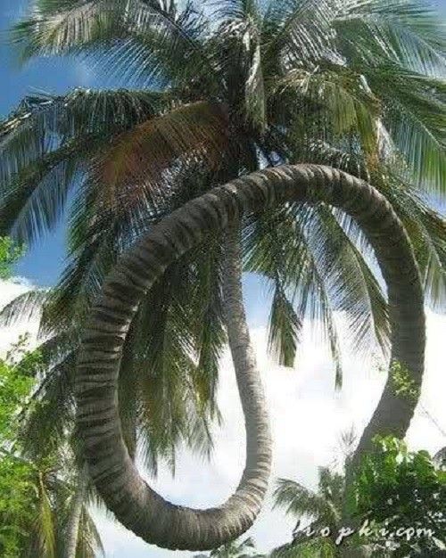 Ngôi mộ kết