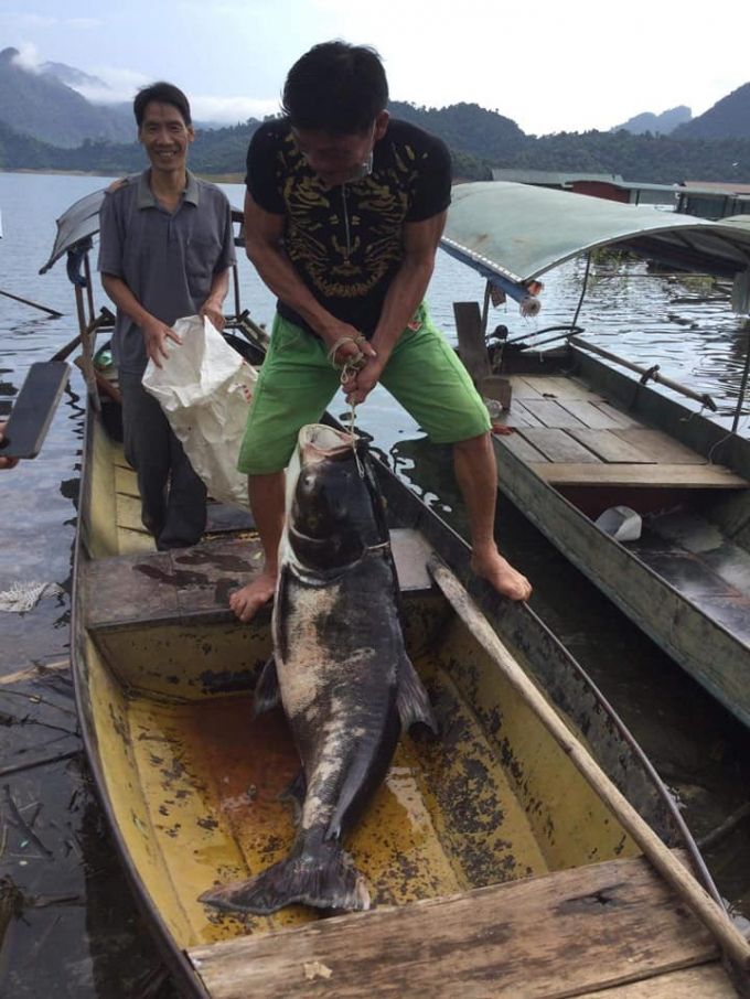 Tuyên Quang: Ngư dân Na Hang bắt được cá mè nặng gần nửa tạ