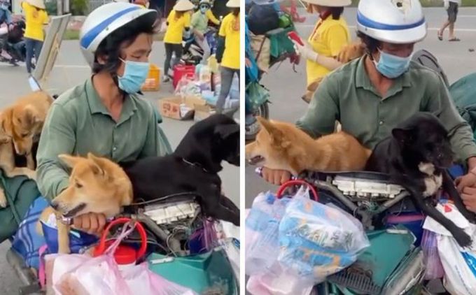 Vụ tiêu hủy 15 con chó tại Cà Mau: Các chuyên gia pháp lý nói gì?