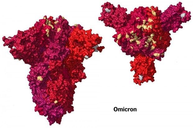 Thực tế dịch tễ tại Nam Phi cho thấy Omicron không gây bệnh nặng