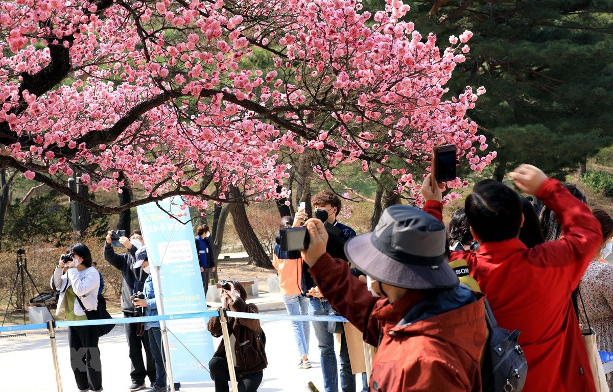 Nét mới trong thú thưởng hoa anh đào của người dân Hàn Quốc