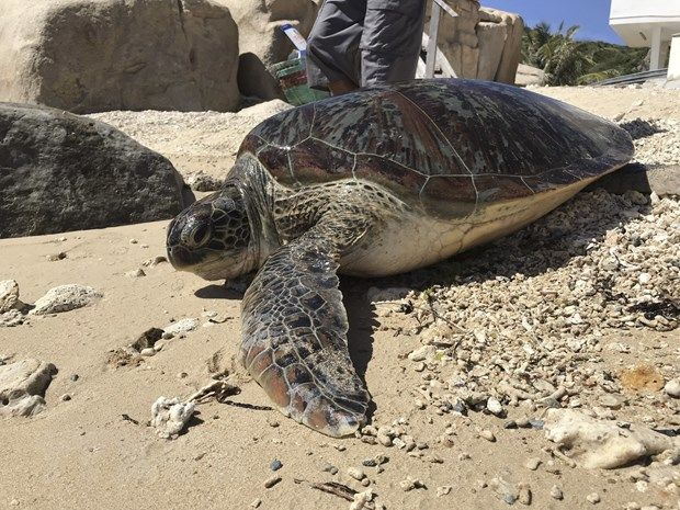 Ninh Thuận: Thả cá thể rùa xanh quý hiếm nặng 90kg về biển an toàn