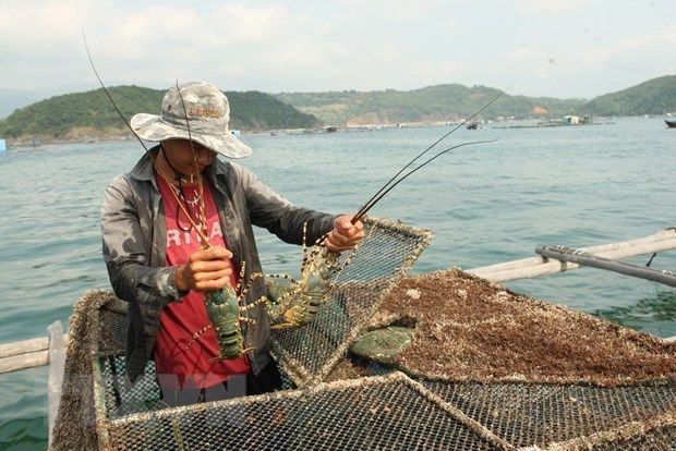 Khánh Hòa: Nhiều khó khăn trong tiêu thụ, nuôi mới tôm hùm