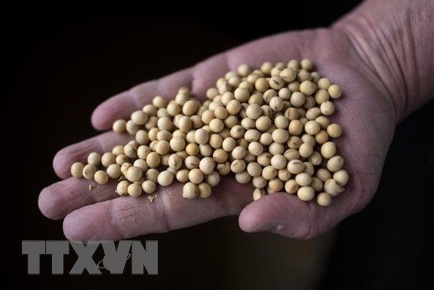 hị trường nông sản: Giá gạo Việt Nam không đổi, càphê tiếp đà giảm