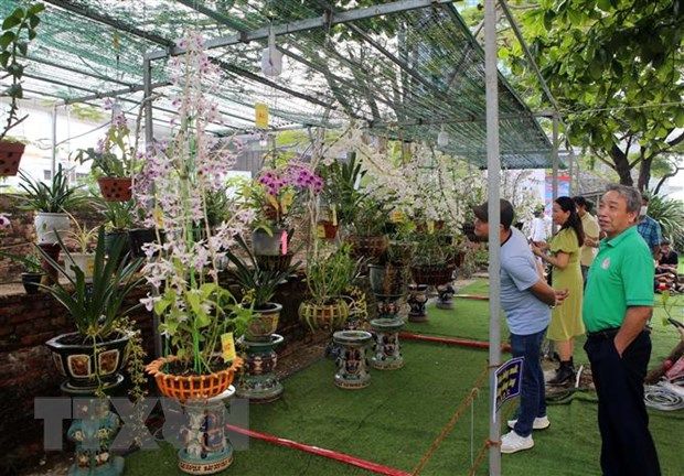 Lễ hội hoa lan Đà Nẵng trưng bày nhiều loài hoa lan đột biến, độc lạ