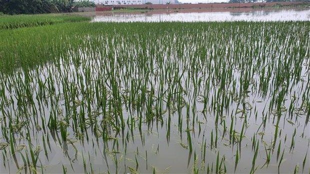 Ruộng đồng ở Vĩnh Phúc, Tuyên Quang ngập nặng sau mưa lớn kéo dài