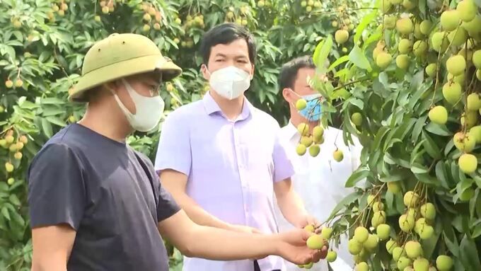 Bắc Giang: Bảo đảm trật tự an toàn giao thông tiêu thụ vải thiều sớm