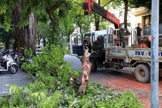 Hà Nội: Cành đa trăm tuổi gãy đổ chắn ngang đường trên cao