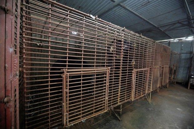 Cứu hộ 7 cá thể gấu ngựa tại ‘điểm nóng’ nuôi nhốt gấu ở Hà Nội