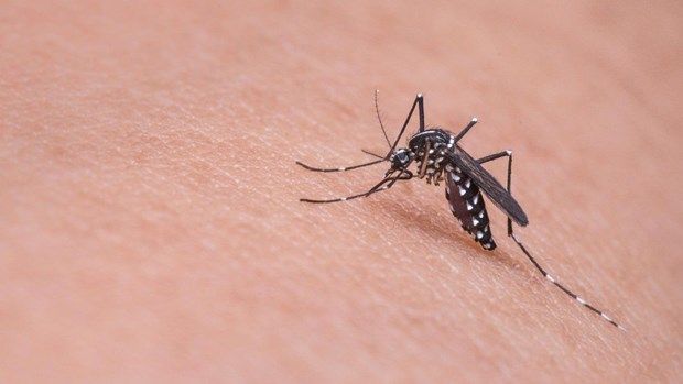 Italy cảnh báo gia tăng số ca mắc virus sốt Tây sông Nile