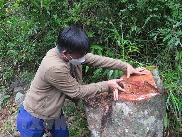Phú Yên: Điều tra các vụ phá rừng tại Sơn Hòa sau phản ánh của TTXVN