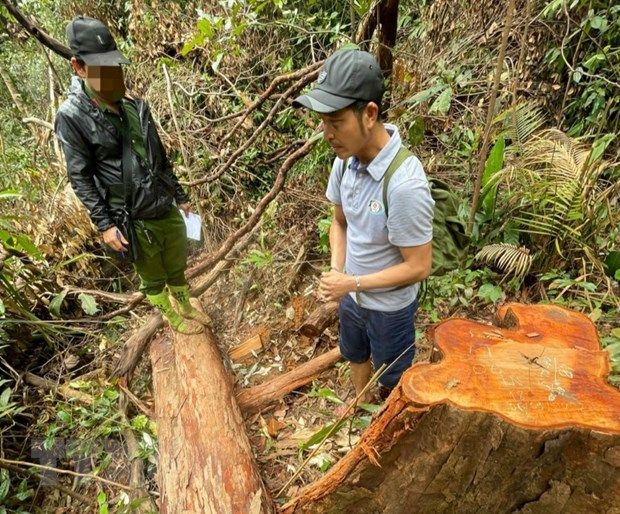 Kon Tum: Bắt giữ 3 trong 5 đối tượng phá rừng Sa Thầy