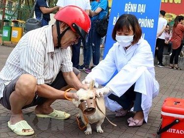 [Video] Chủ động phòng tránh bệnh dại: Tiêm phòng đầy đủ cho chó, mèo