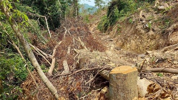 Kiểm lâm Quảng Ngãi có nhiều sai phạm trong quản lý bảo vệ rừng