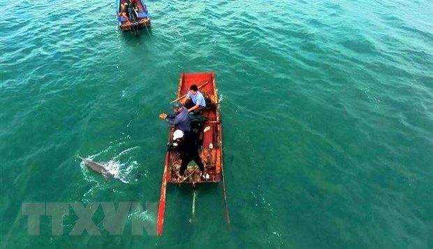 Quảng Ninh: Ngư dân giải cứu kịp thời cá heo mắc cạn trên biển Cô Tô