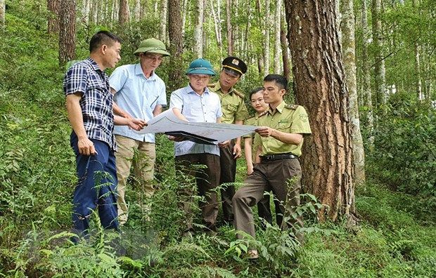 Phát triển diện tích, tăng chất lượng hiệu quả trồng rừng gỗ lớn