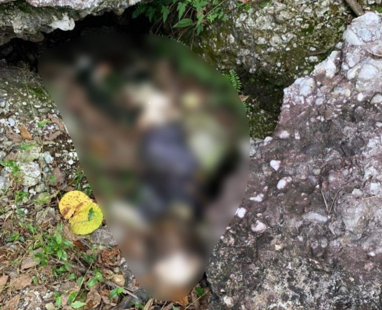 Quảng Ninh: Bàng hoàng phát hiện thi thể đã phân hủy trong rừng