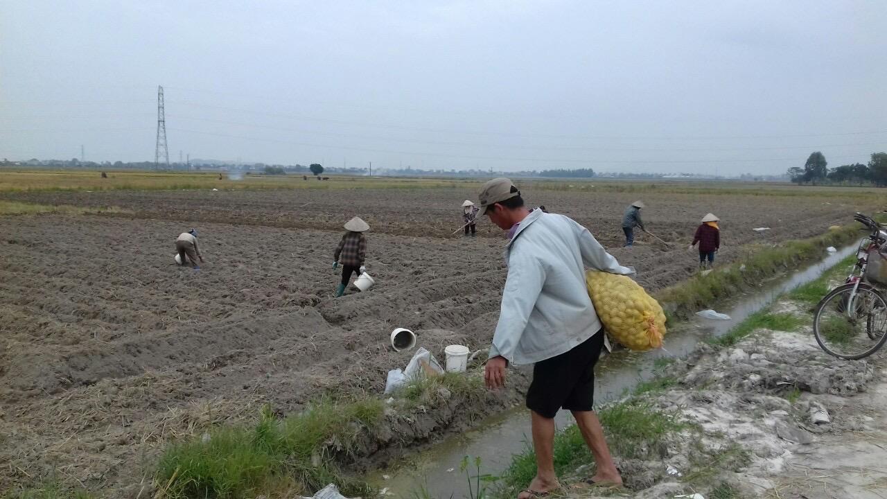 Thời tiết ủng hộ, người dân Tư Mại tranh thủ trồng khoai tây vụ đông