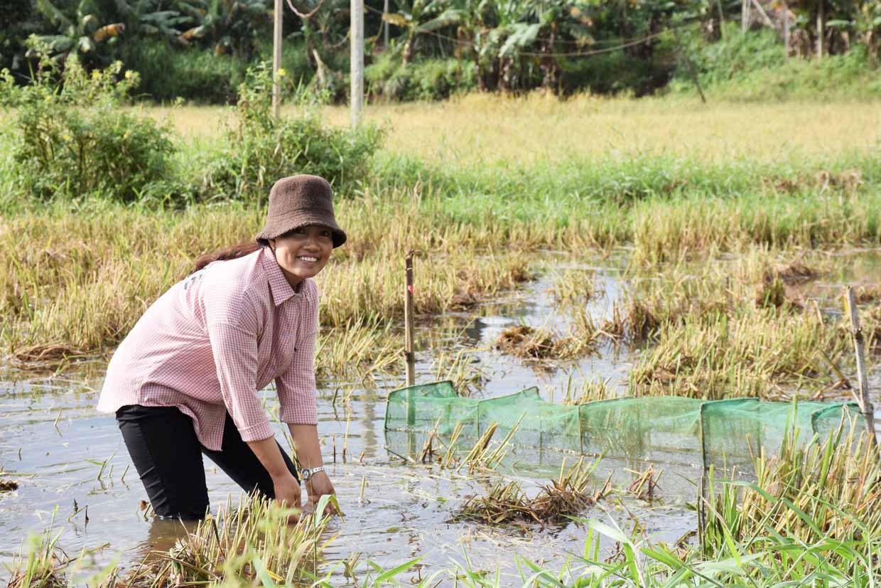 Nuôi cá thả đồng trên ruộng lúa kém hiệu quả: Chi phí thấp, hiệu quả cao