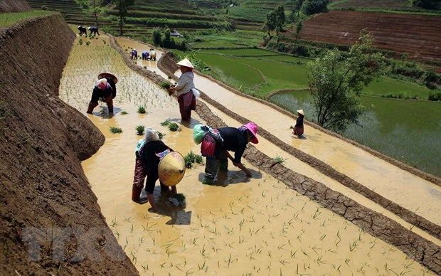 [Photo] Mùa nước đổ trên những thửa ruộng bậc thang ở Lai Châu