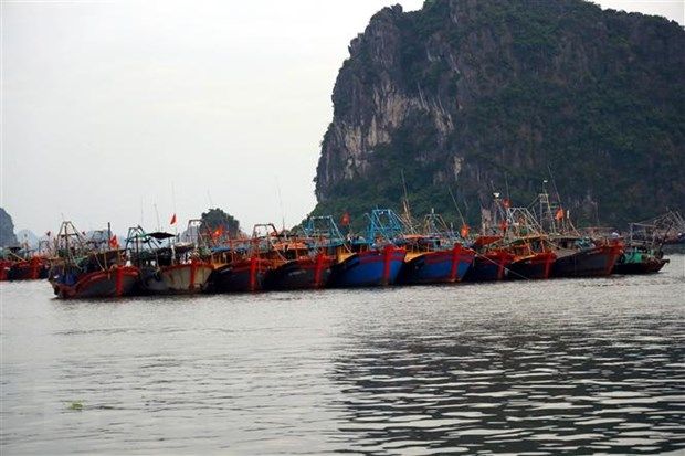 Quảng Ninh cấm lưu hành các tàu cá vi phạm khai thác IUU từ ngày 1/9